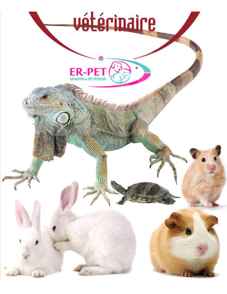 0348 Grossiste Turquie Petshop - 2