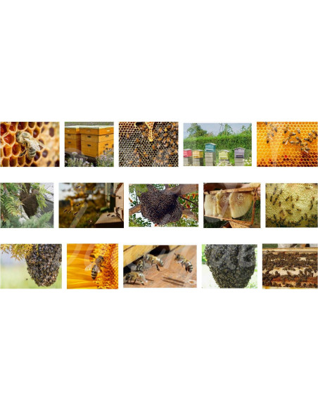 0477 Grossiste Turquie Agriculture - 1