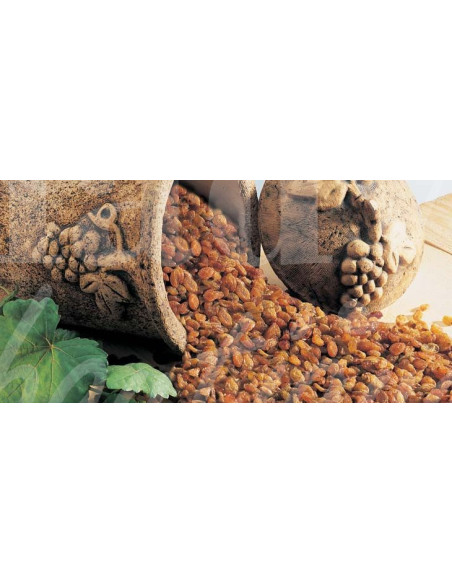 0517 Grossiste Turquie Agriculture - 1