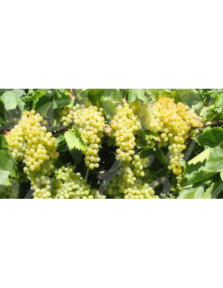 0517 Grossiste Turquie Agriculture - 2