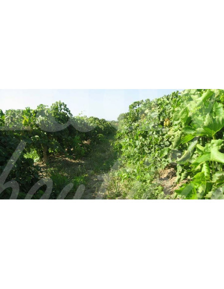 0517 Grossiste Turquie Agriculture - 3