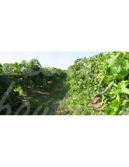 0517 Grossiste Turquie Agriculture - 3