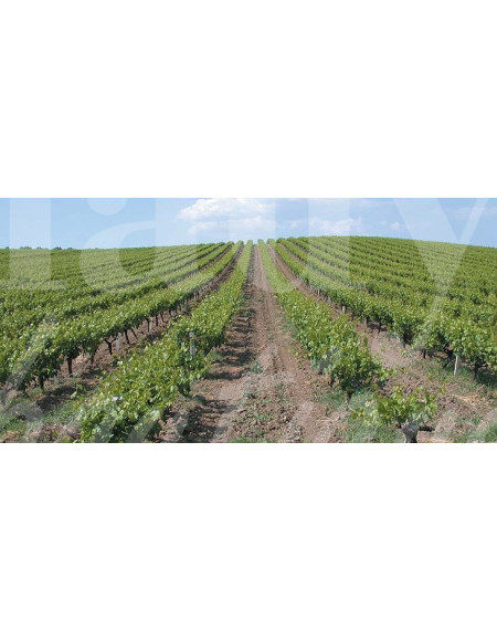 0517 Grossiste Turquie Agriculture - 4