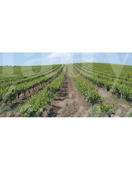 0517 Grossiste Turquie Agriculture - 4