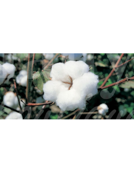 0518 Grossiste Turquie Agriculture - 1