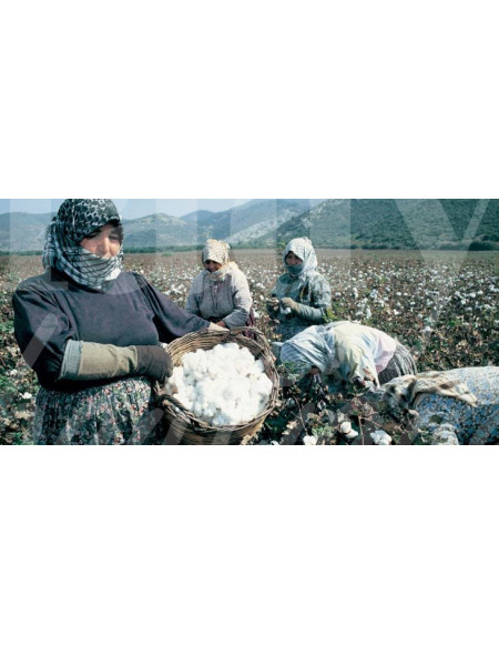 0518 Grossiste Turquie Agriculture - 4