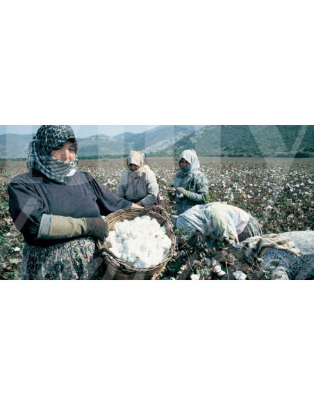 0518 Grossiste Turquie Agriculture - 4