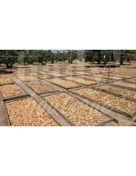 0519 Grossiste Turquie Agriculture - 2