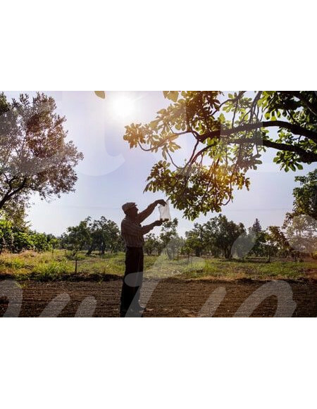 0519 Grossiste Turquie Agriculture - 3