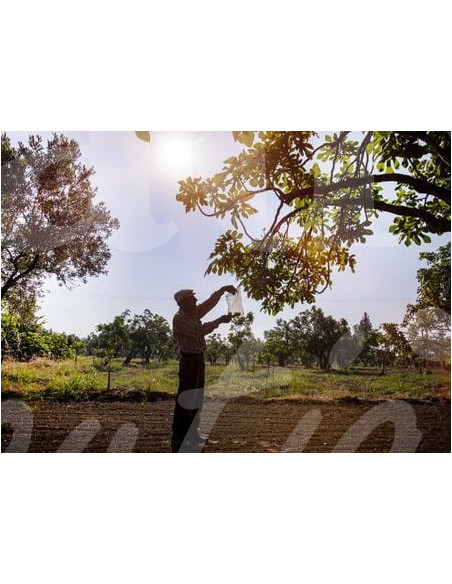 0519 Grossiste Turquie Agriculture - 3